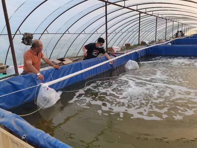 一三一团大棚养殖南美对虾第一批虾苗正式投放