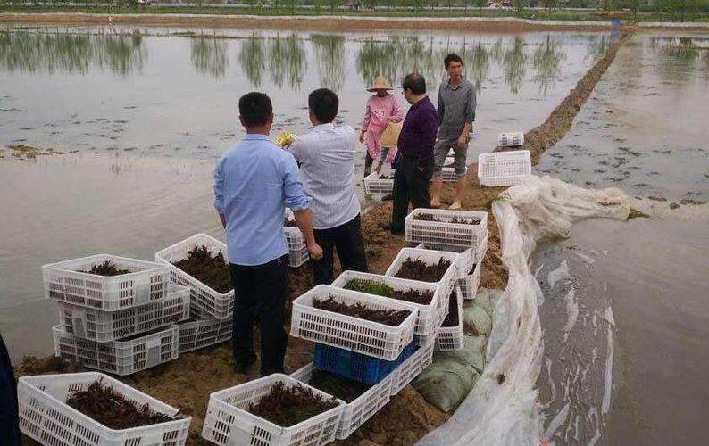 埇桥淡水龙虾种苗哪里有卖价格 _江苏鑫荣水产养殖