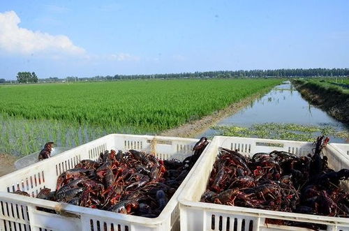 徐汇区 小龙虾苗价格 小龙虾养殖基地联系电话