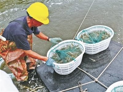 海水虾养殖 提质增效如何觅新途?