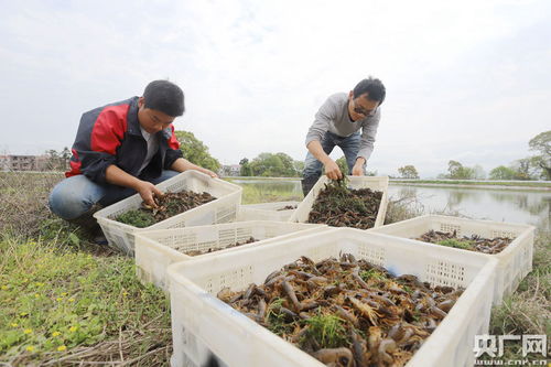 江西安福 扶贫虾苗 投放忙